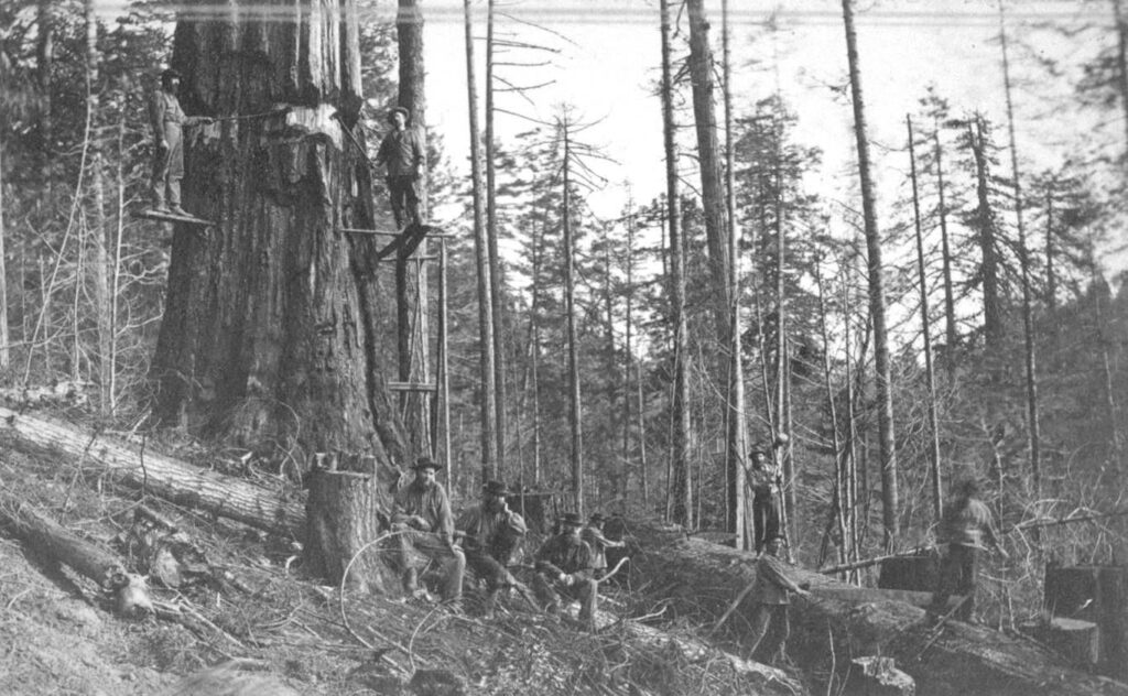 BC logging